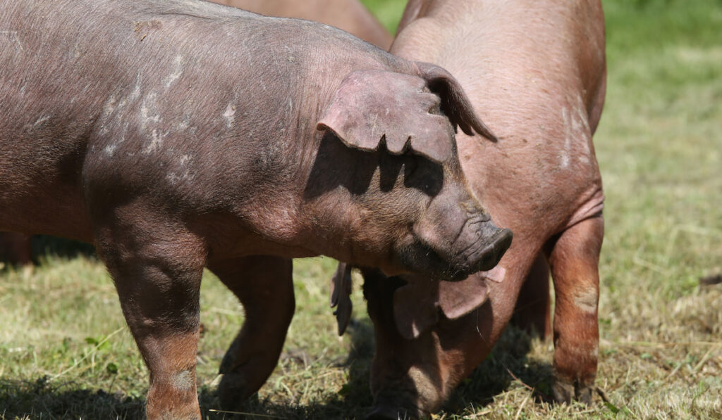 Duroc pigs grazing on meadow