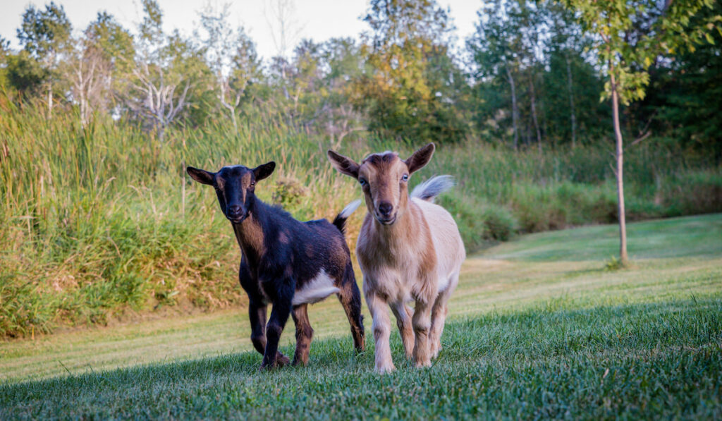 Dwarf Nigerian goats playing on grass