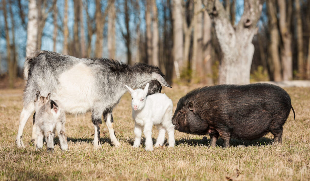 Farm yard, mother and baby goat and black pig