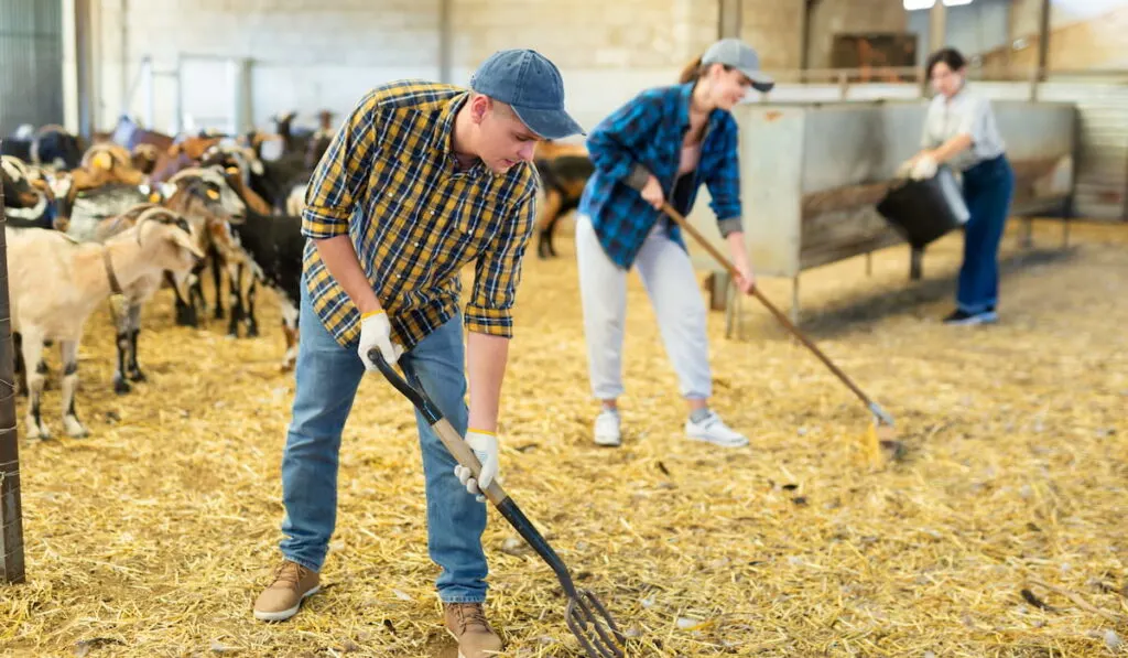 Farmer cleaning the goat's shed 