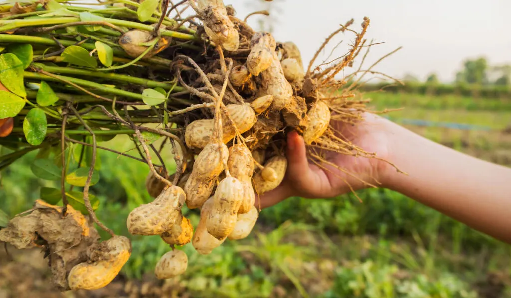 Farmer harvest peanut on agriculture plantation