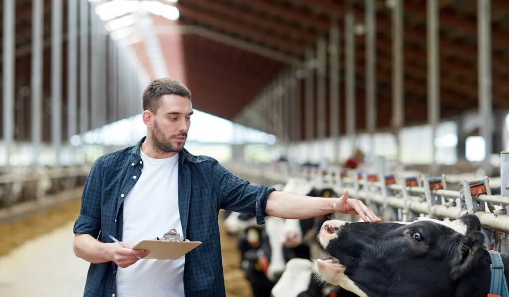 Farmer with clipboard monitoring cows in cowshed on dairy farm