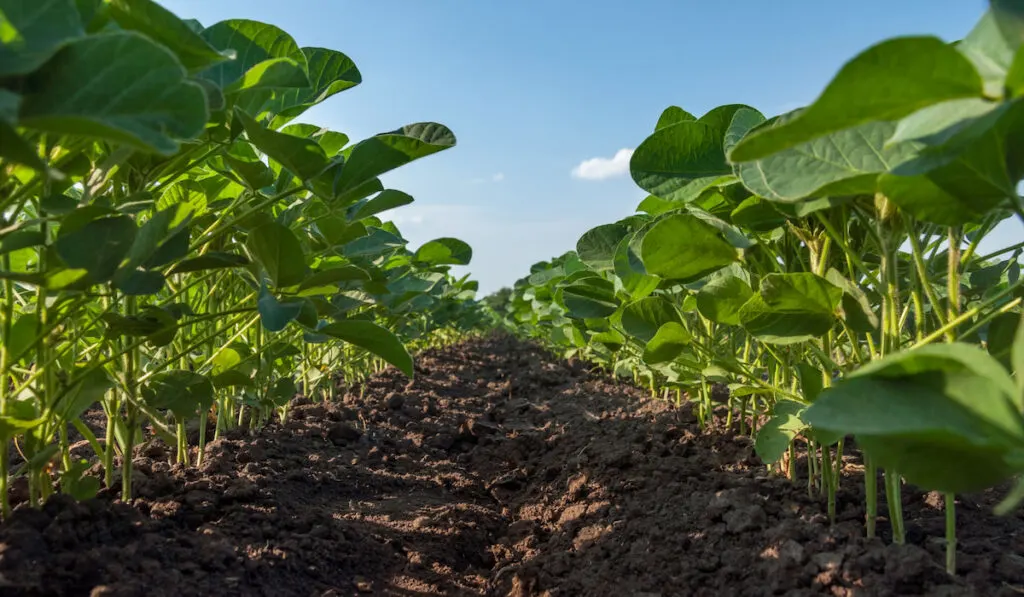 Field of young soybean, rows of soy plants on an agricultural farm