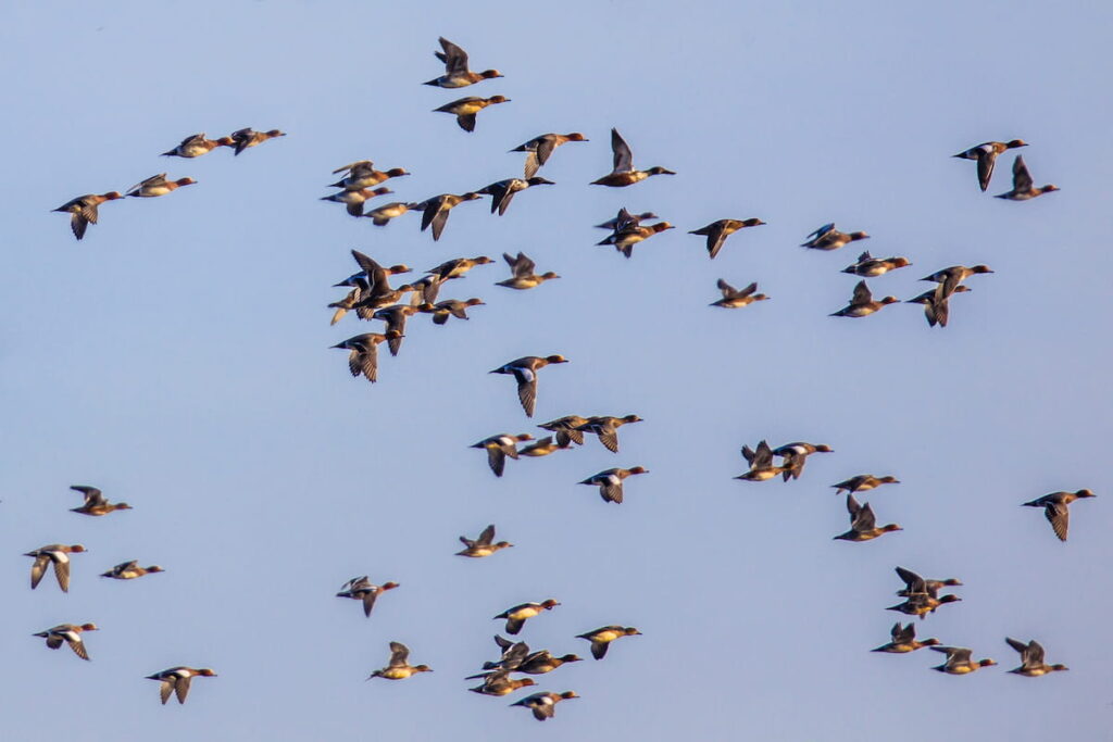 Flock of different species of duck flying to relocate