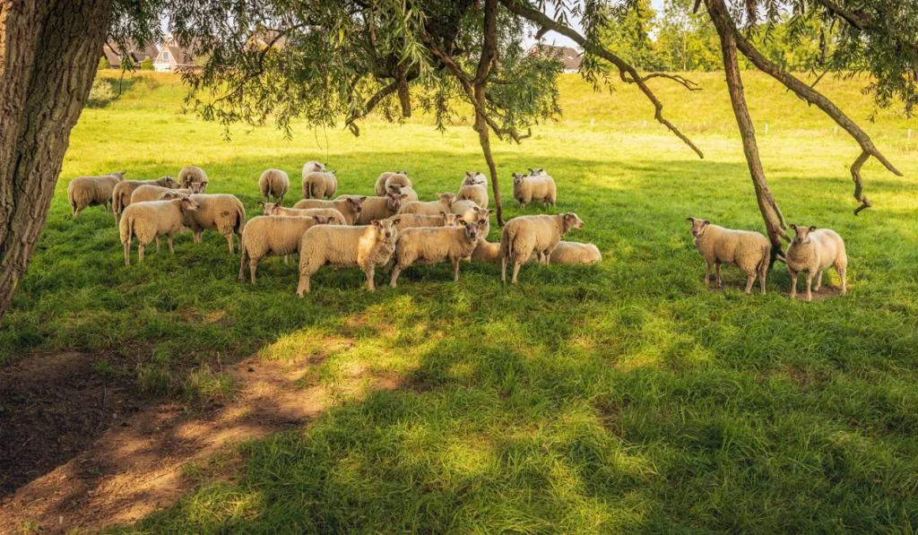 Flock of sheep seeks shelter from the bright sun