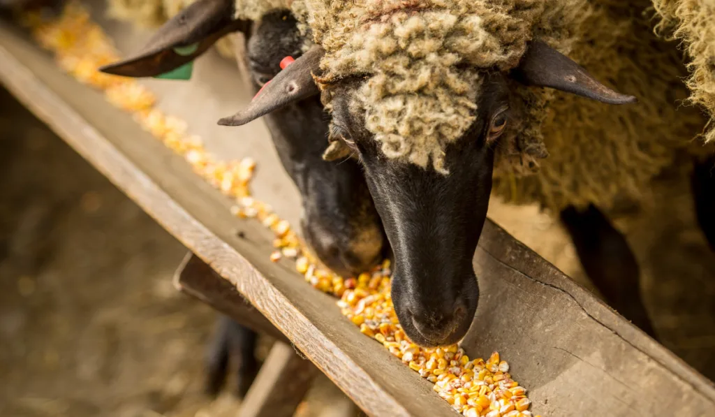 Sheep eating corn fodder
