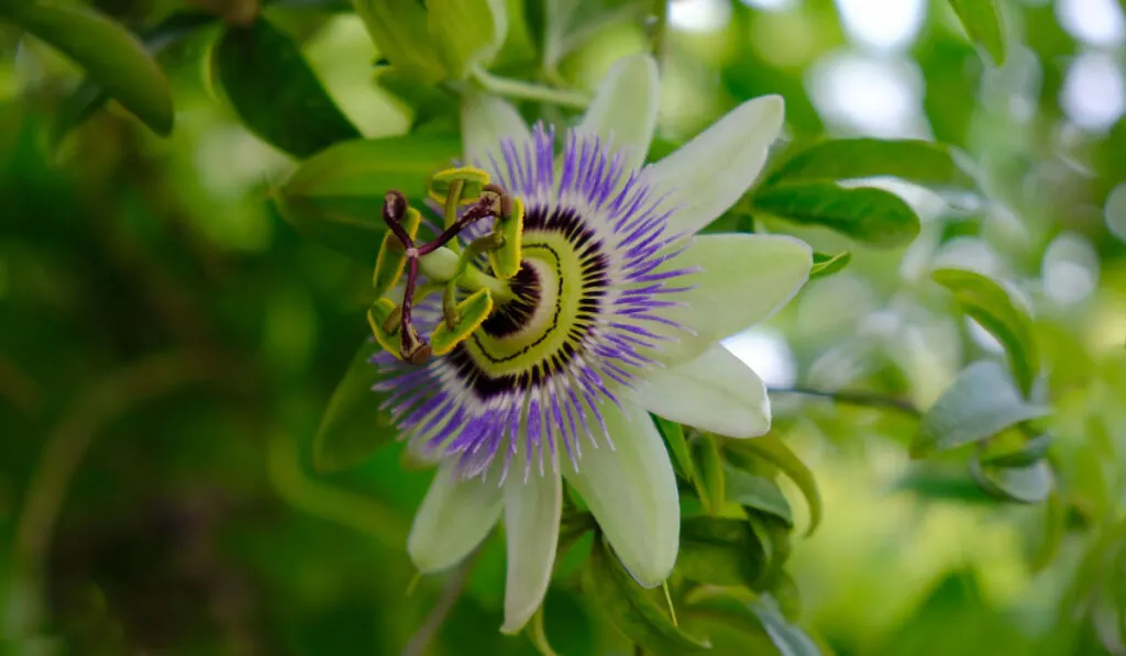 Flower of passiflora, also known as the passion flowers