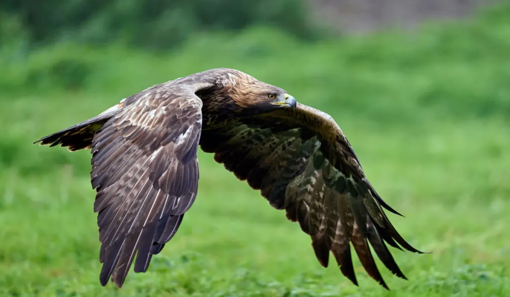 Flying Golden eagle ( aquila chrysaetos ) in its natural environment