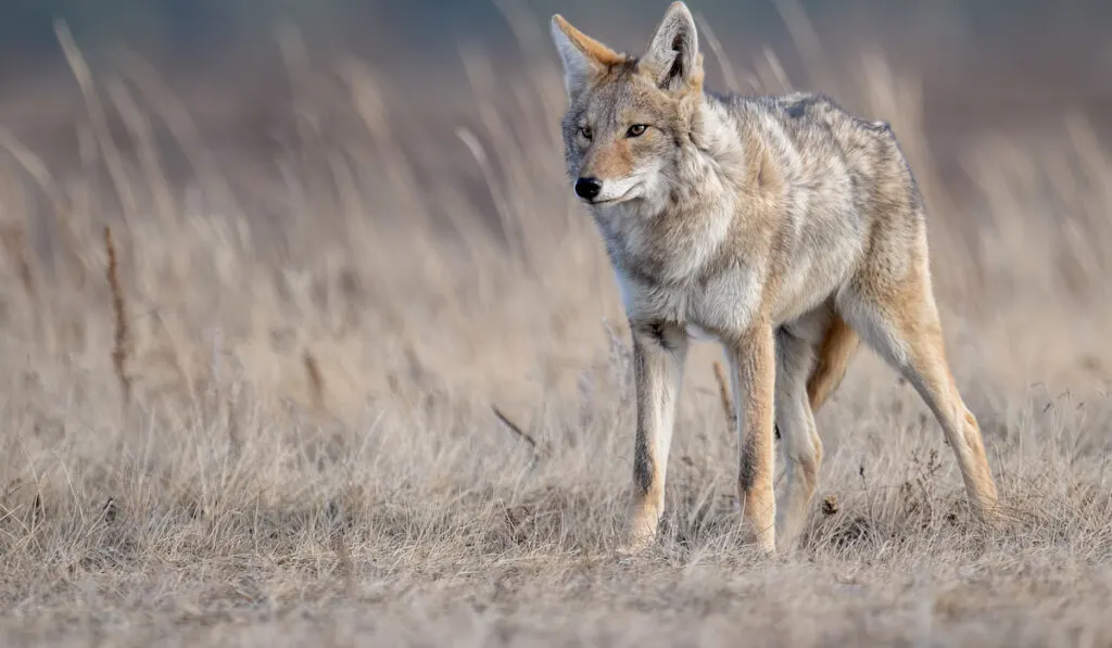 Focus shot of a Cayote in Canada