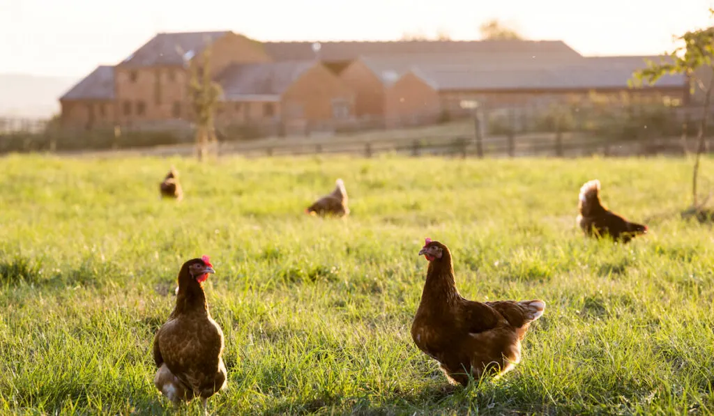 Free range chickens outdoor in early morning light on an organic farm