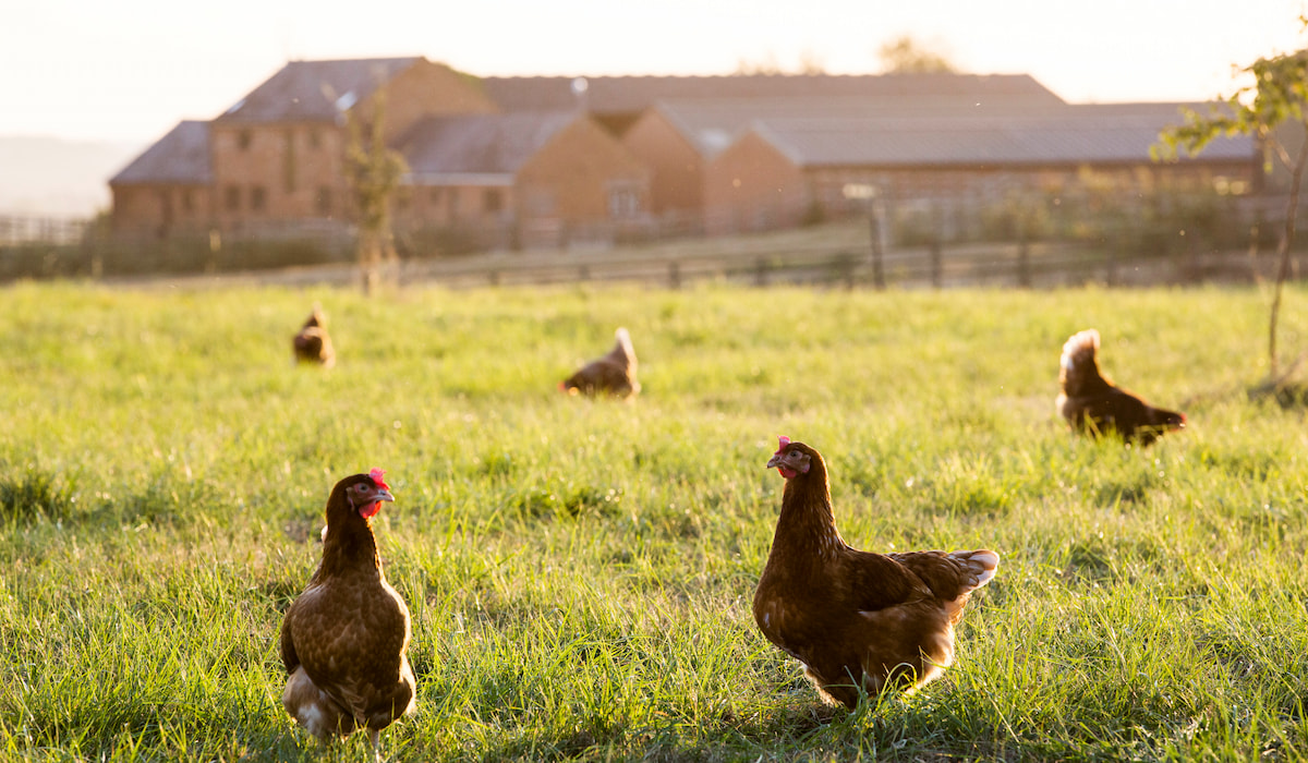 How to Keep Chickens Cool in Summer 11 Tips Farmhouse Guide