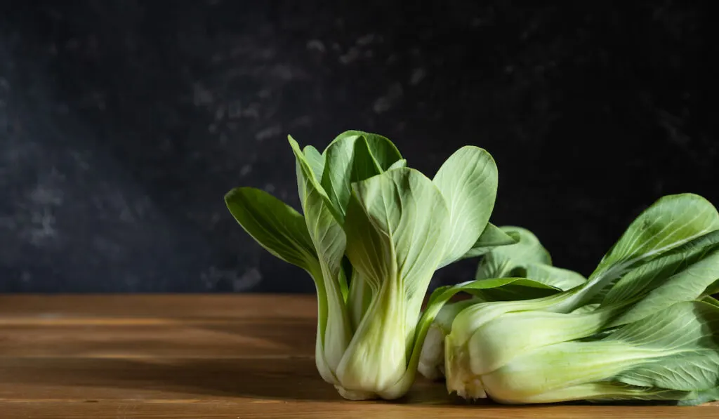 Fresh green bok choy on a wooden table against dark background