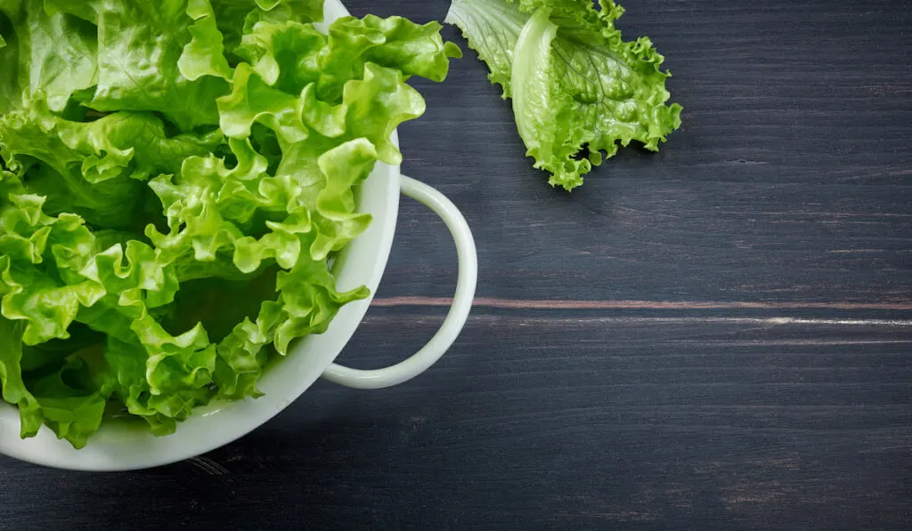 Fresh green lettuce leavs in white colander on dark wooden table