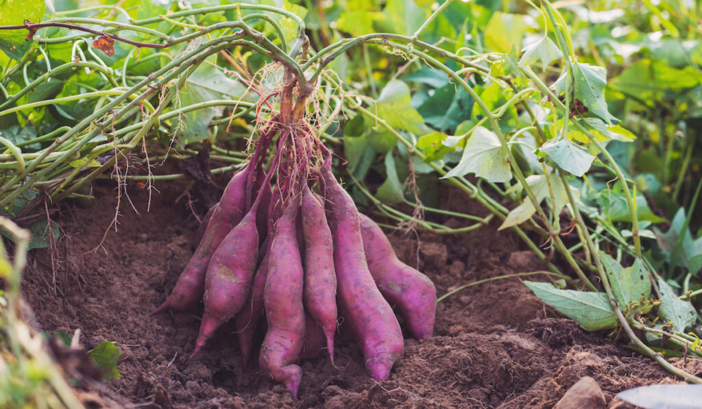 Fresh organic sweet potatoes in the field, harvesting sweet potatoes from soil 
