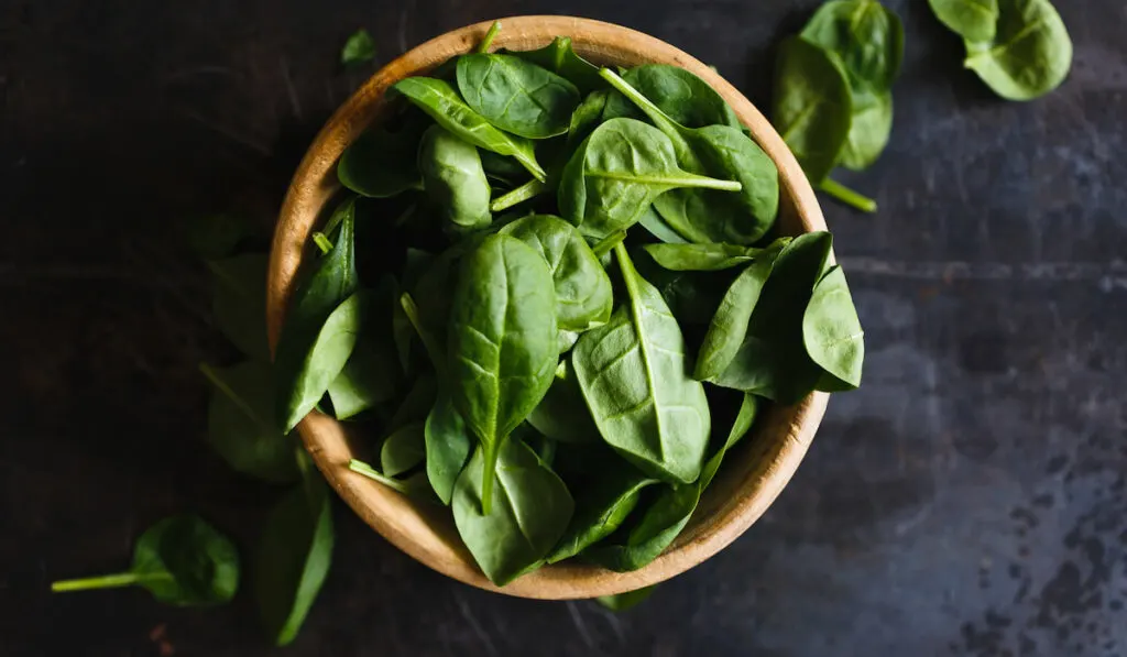 Fresh spinach leaves in a wooden bowl on black background