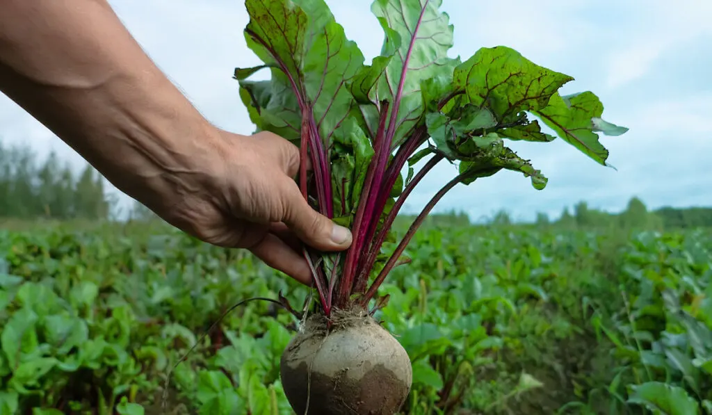 Freshly harvested beetroot against beetroot field