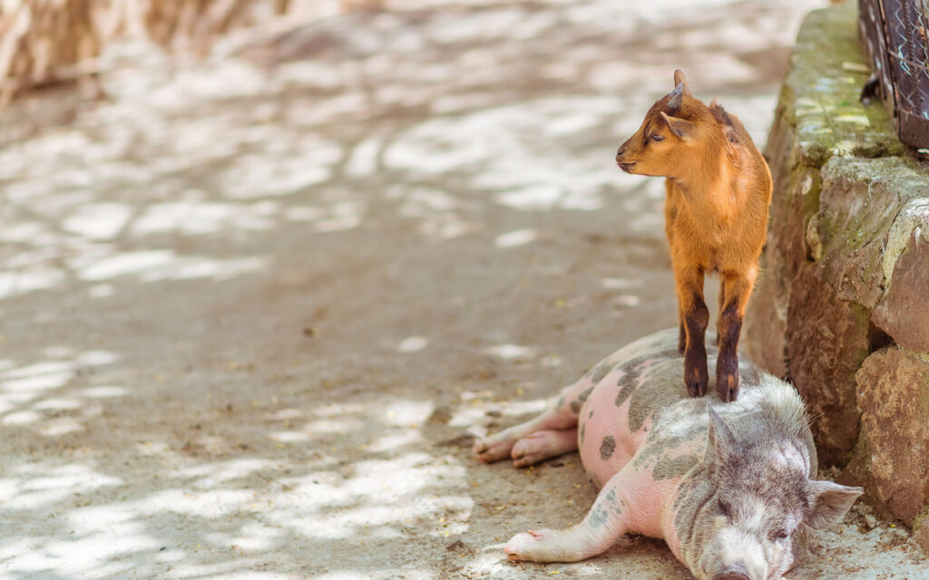 Funny baby goat stands on a resting pink pig on a farm