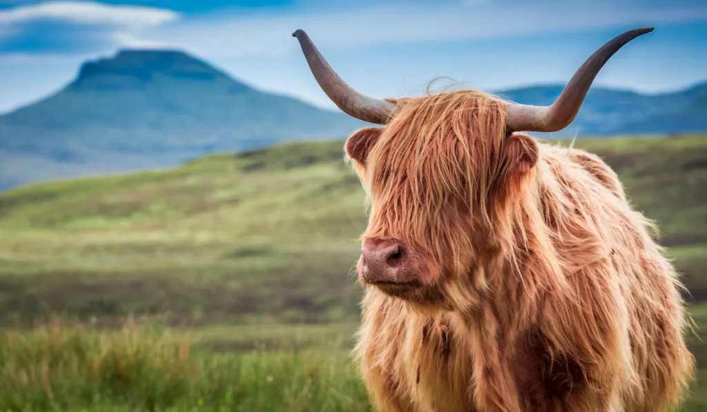 Furry highland cow in Isle of Skye, Scotland