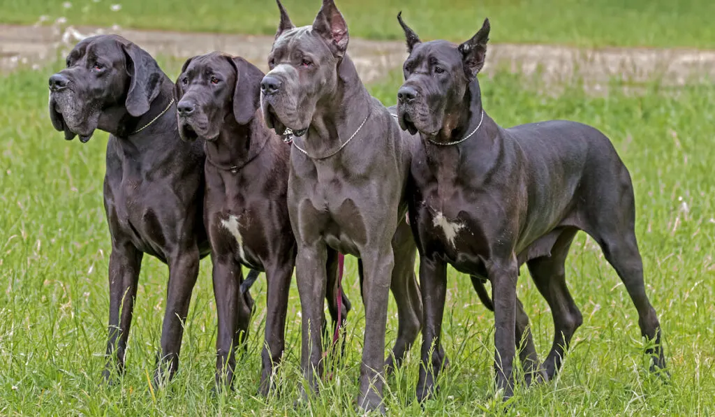 German black boarhound dogs outside 