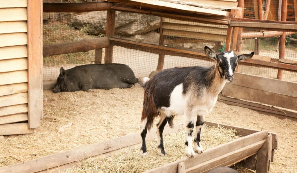 Goatling and sleeping pig on domestic farm