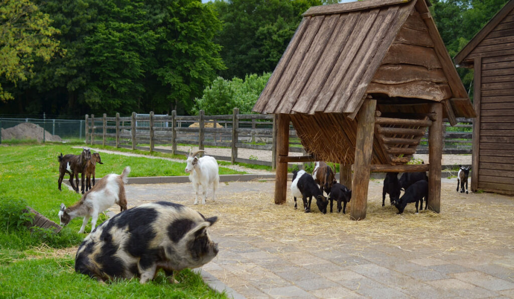 Goats and pig on green lawn at a farm 