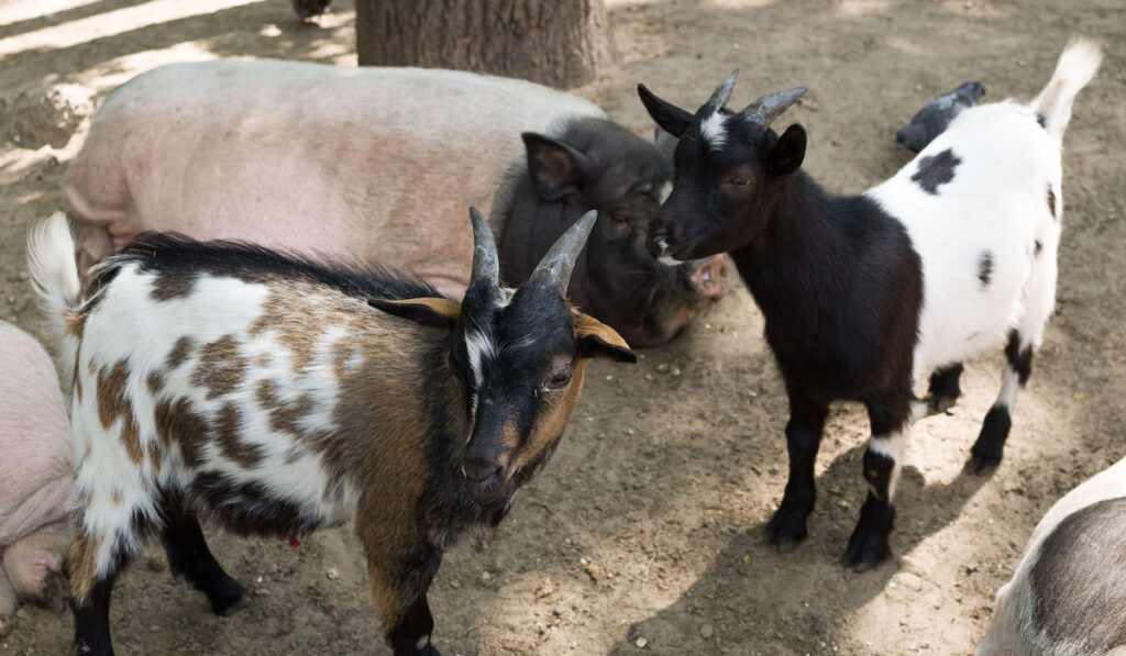 Goat kids and a pig resting under tree shade on the yard