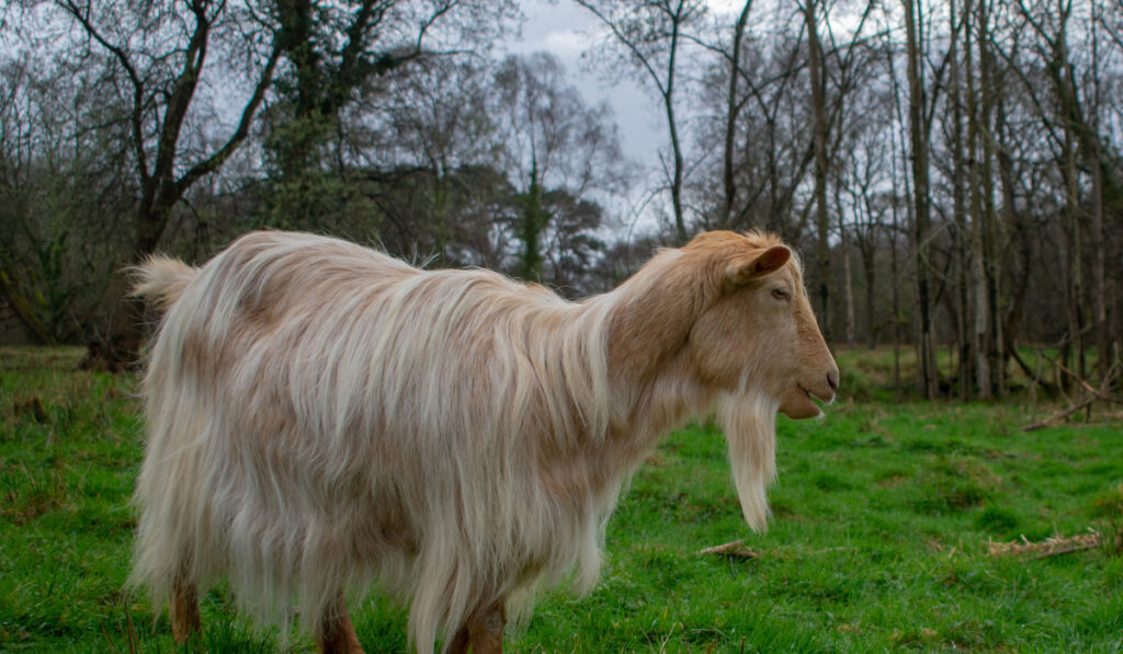 Golden Guernsey goat outdoors