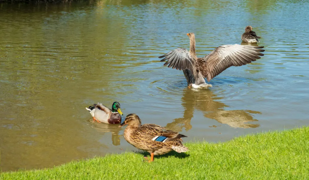 Group of Ducks swimming on a lake on a bright sunny day  