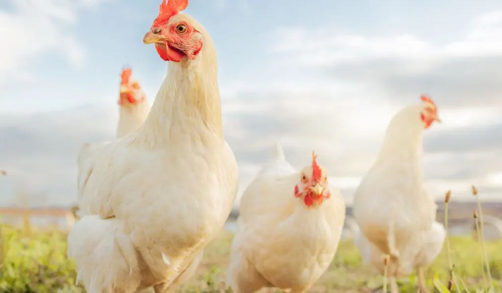 Group of chicken outdoor 