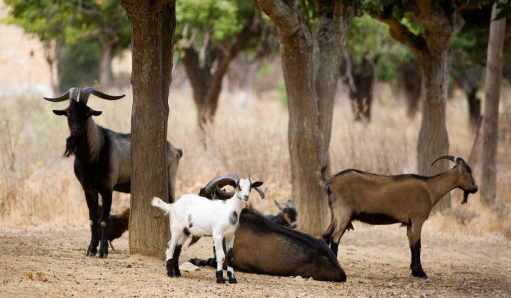 Group of goats under an olive tree