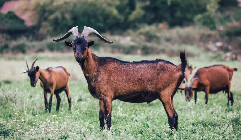 Herd of Alpine goats grazing on meadow