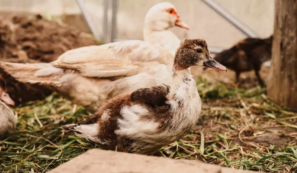 Indo ducks on a farm in a coop