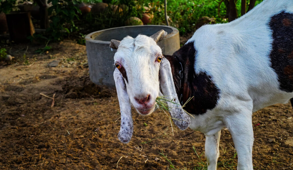 Jamunapari Goat, indian goat grazing on the meadow grassland n India