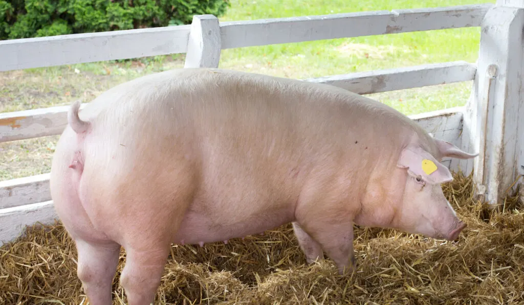 Large white Yorkshire pig standing on straw in pen with grass on farm