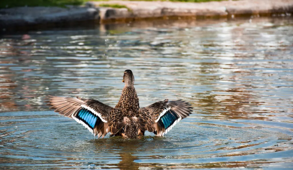 Mallard duck in a small pond spreading wings getting ready to fly