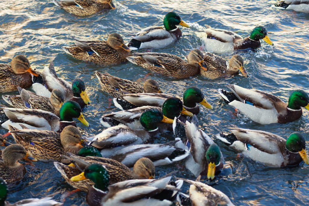 Mallard ducks on bond swimming in icy river on winter