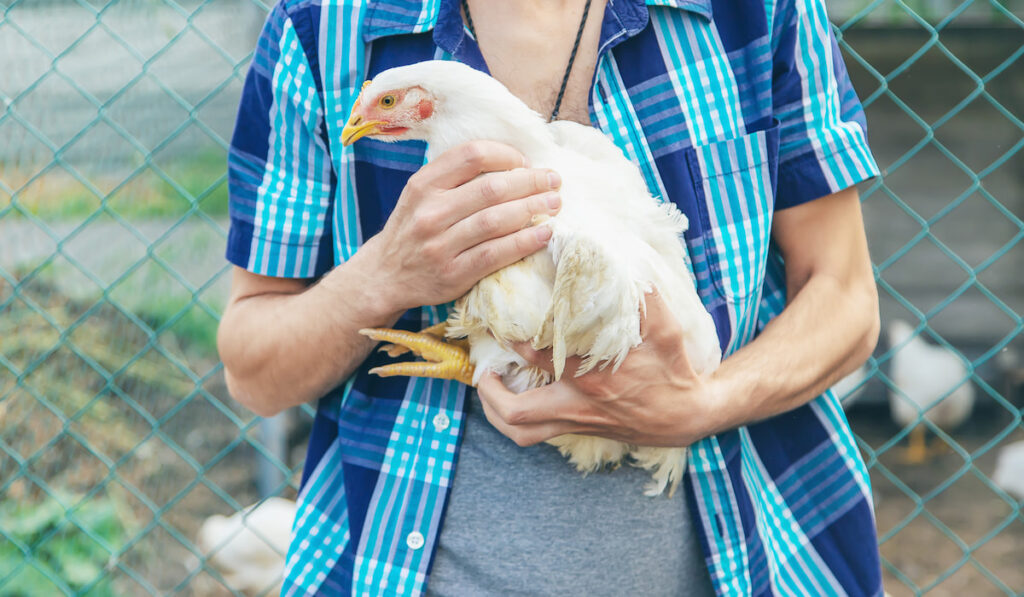 Man farmer holding a chicken in his hand 