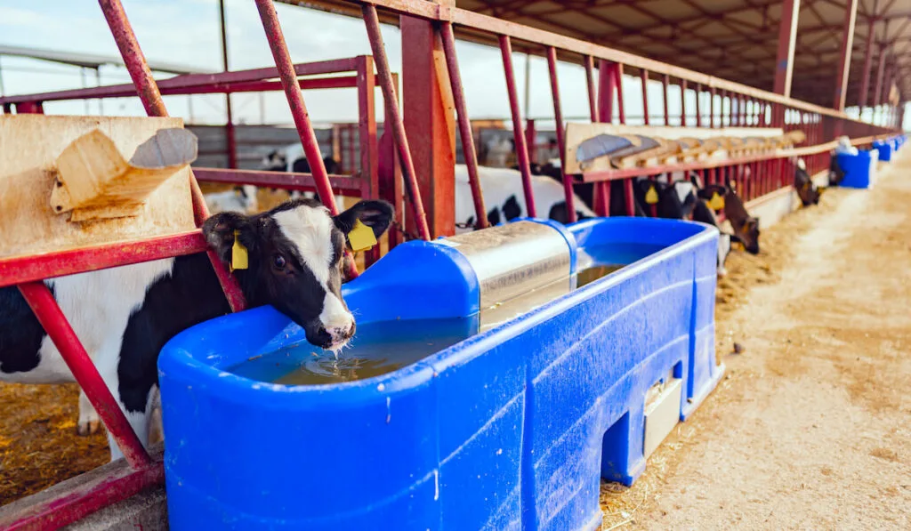 Milky cow drinking water in a modern farm