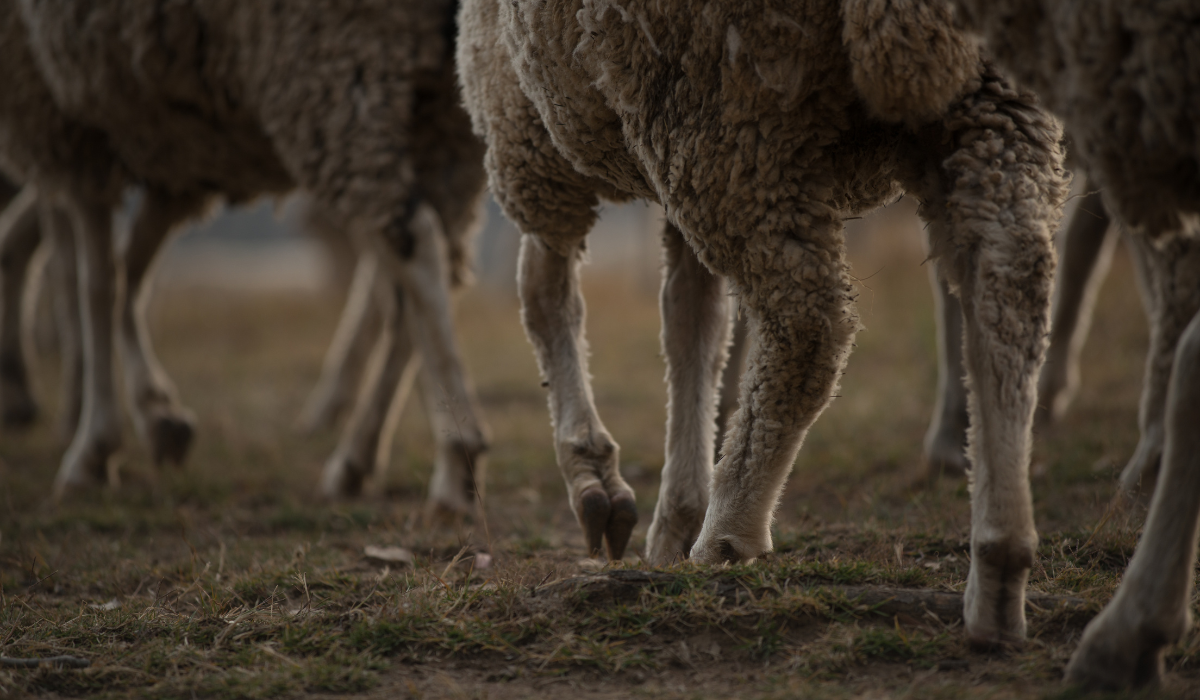 Sheep legs. Копыта овцы меринос. Ноги стада овец. Африканец с овцой.