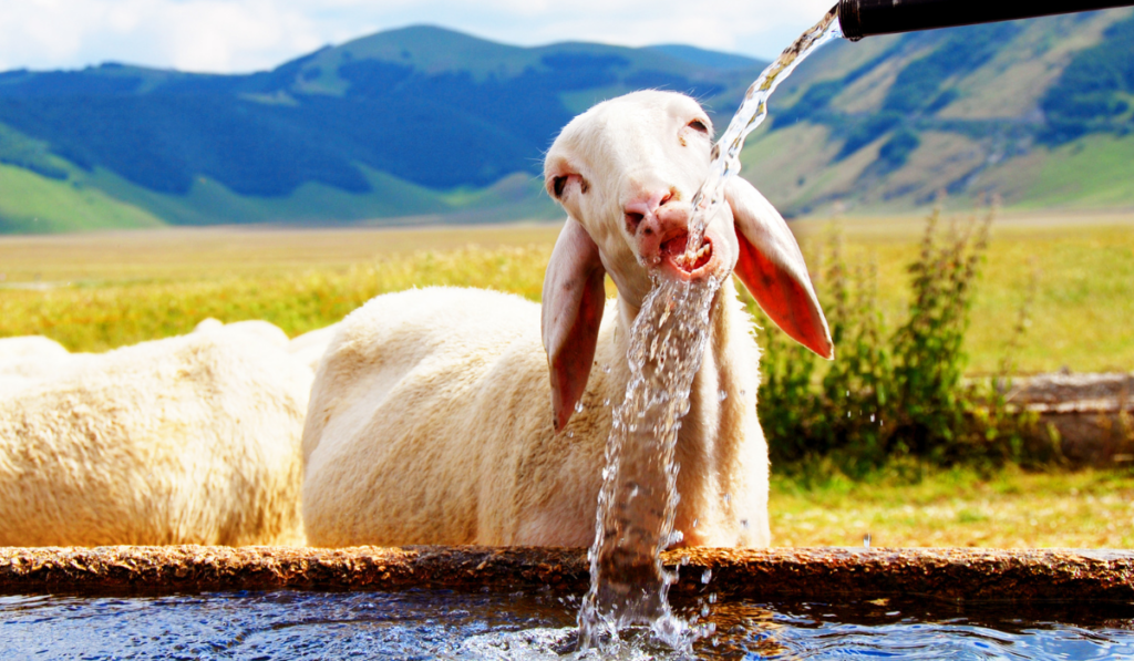 sheep drinking water
