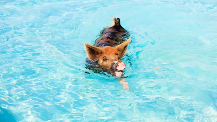 Pig swimming in the pool