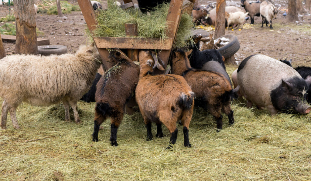 Pigs, goats and sheep eating hay from a feeder on an eco farm in spring