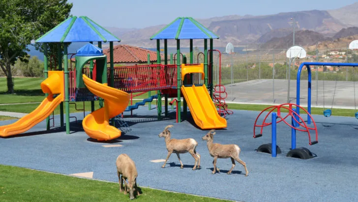 Playground-with-goats-in-nature