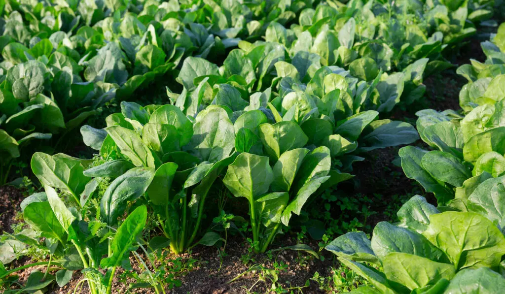 Row of green spinach on a field