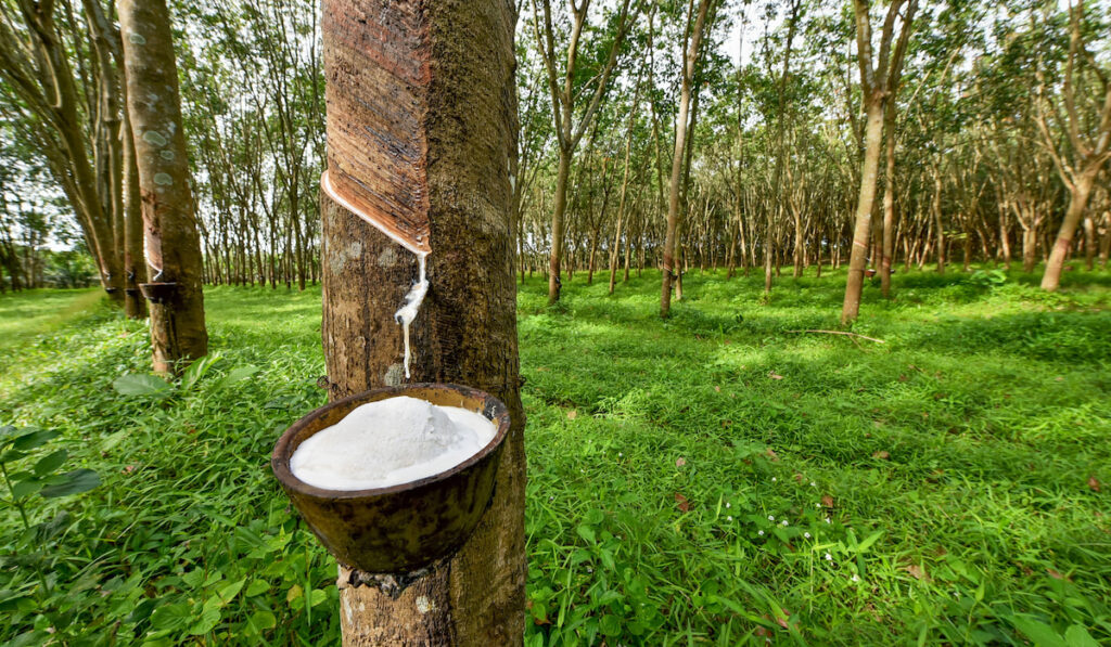 Rubber tree field and bowl filled with latex