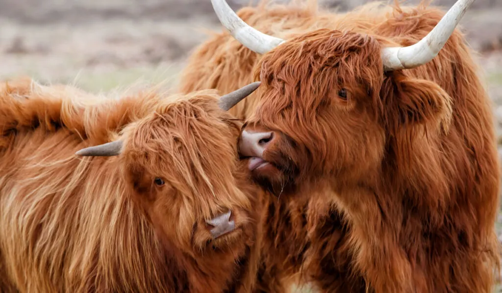 Scottish highland cow mother showing affection to her calf in Netherlands