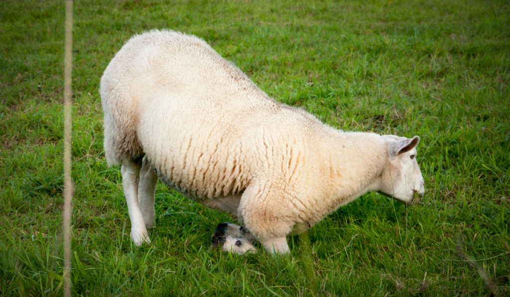 Sheep grazing on its knees
