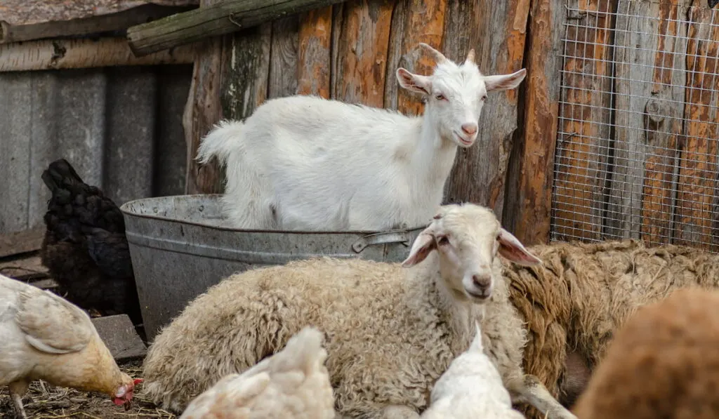 Sleeping rams and a white goat in a metal bath.