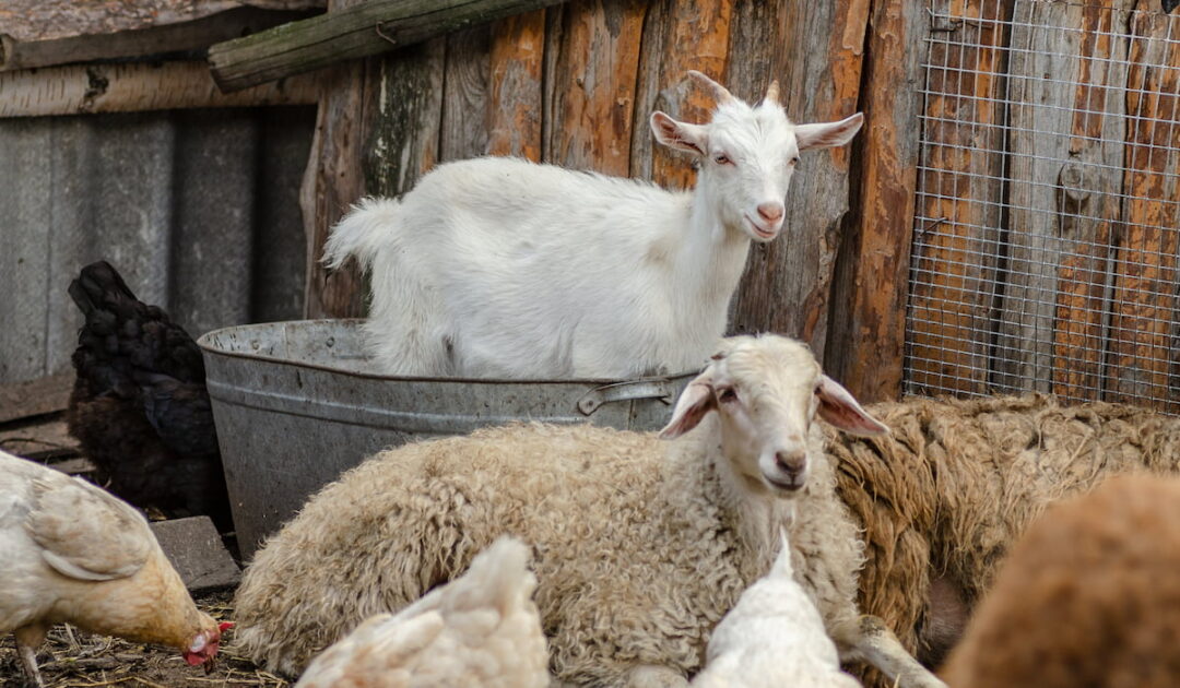 How to Keep Goats Cool in Summer - 13 Tips - Farmhouse Guide