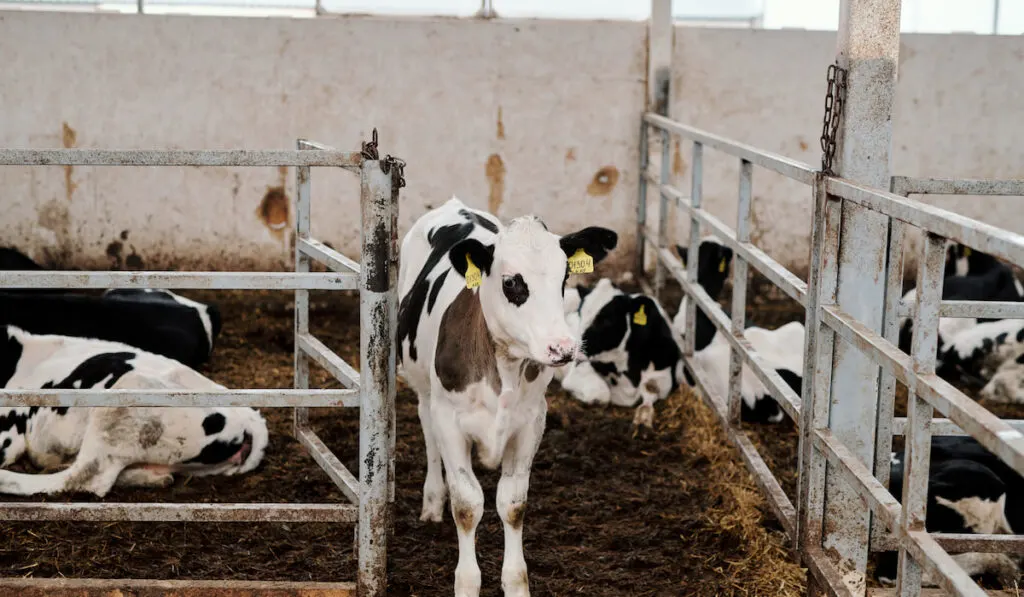 Small cute black and white calf standing in entrance of paddock with other calf resting on the background